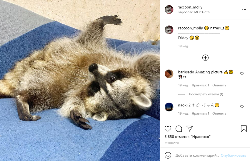 животные инстаграм