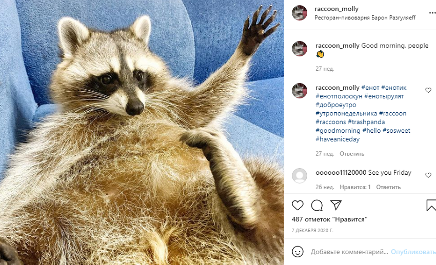 животные инстаграм