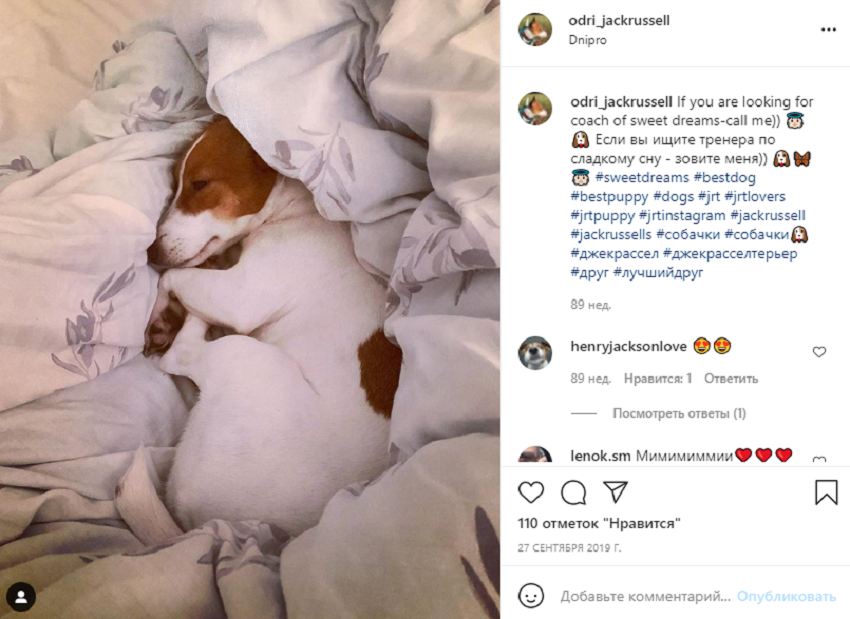 животные инстаграм