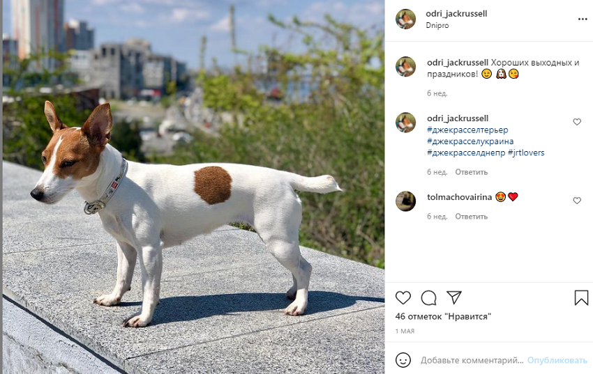 животные инстаграм