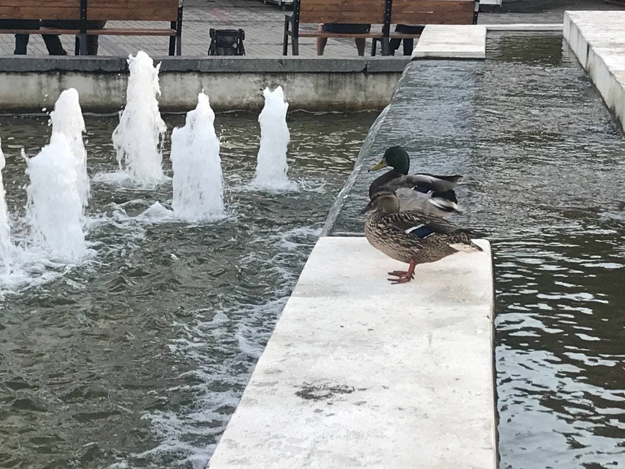 Утиные истории. Новости Днепра