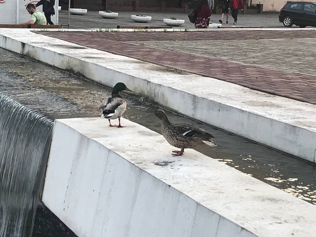 Утиные истории. Новости Днепра