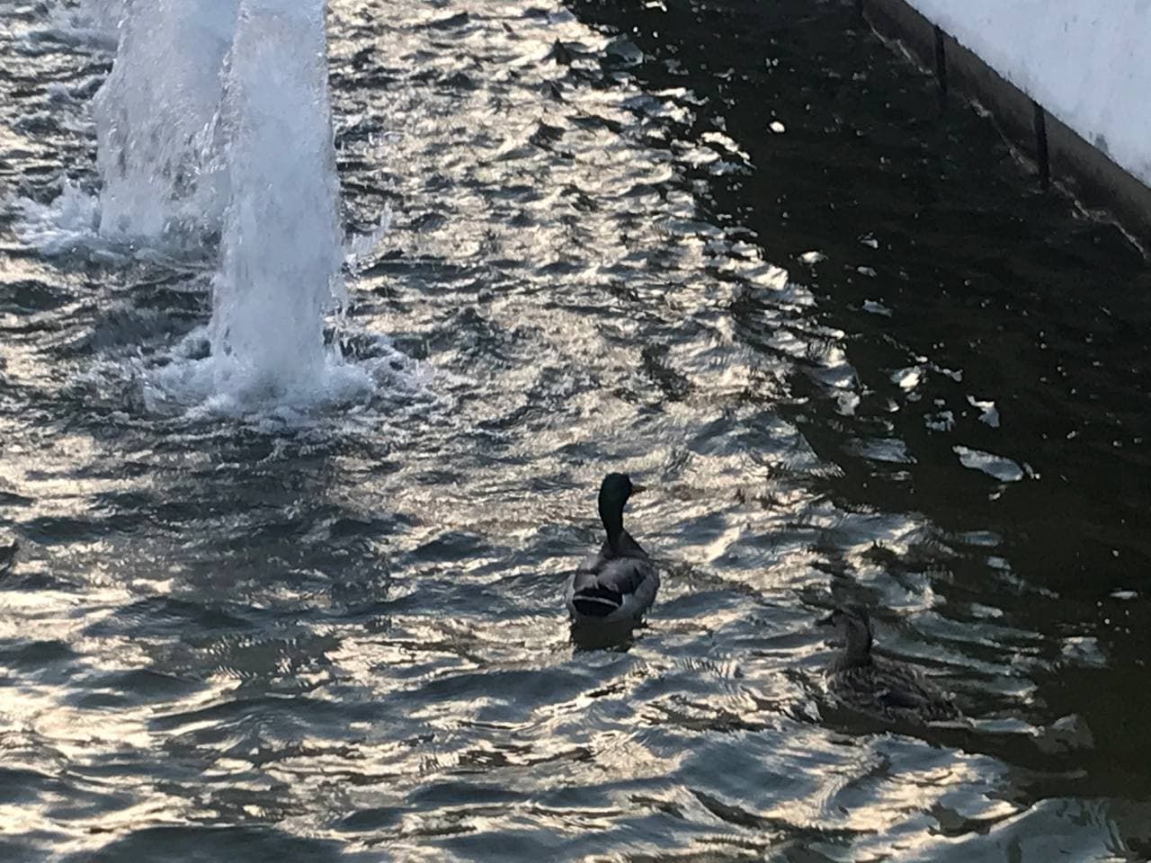 Утиные истории. Новости Днепра