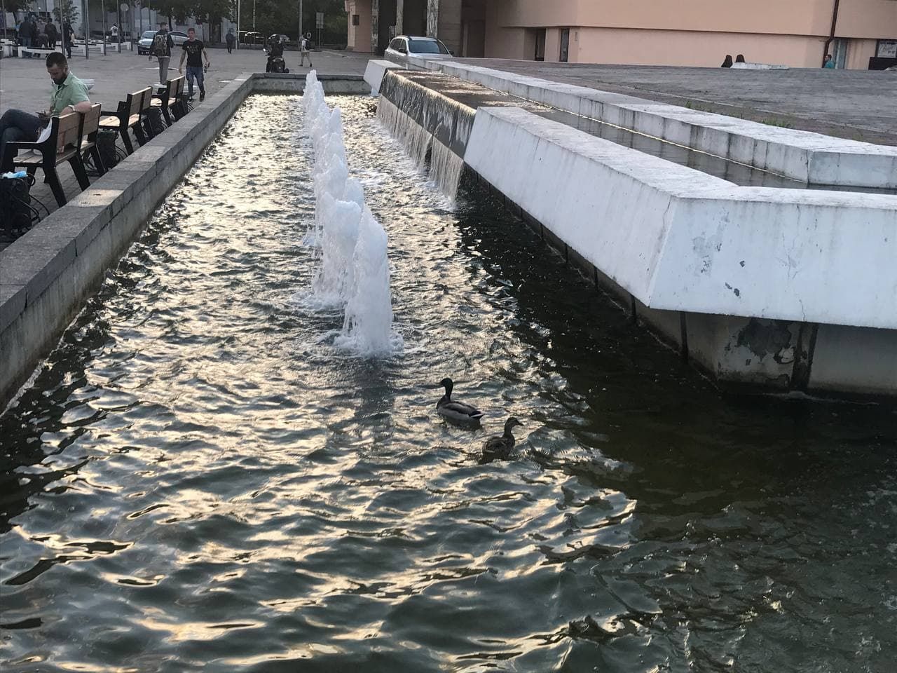 Утиные истории. Новости Днепра