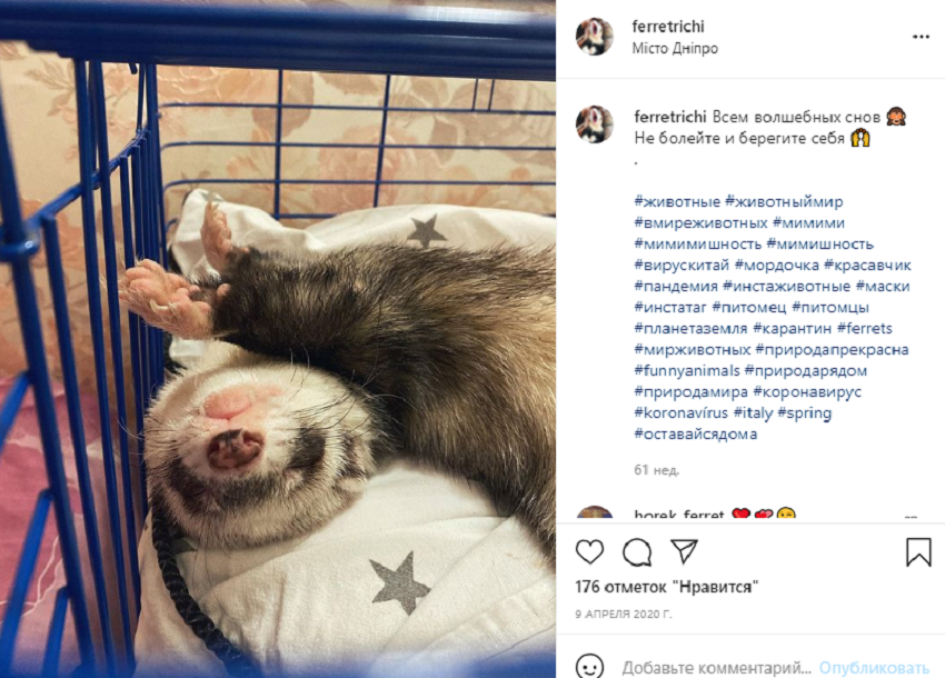 животные инстаграм