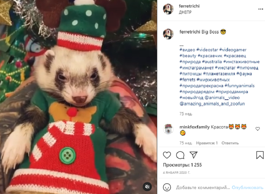 животные инстаграм