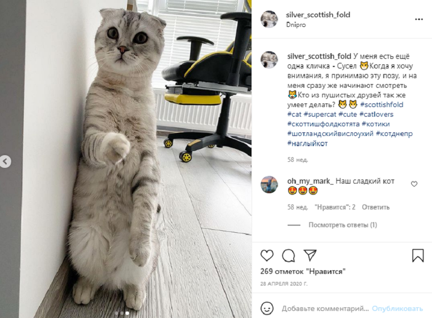 животные инстаграм