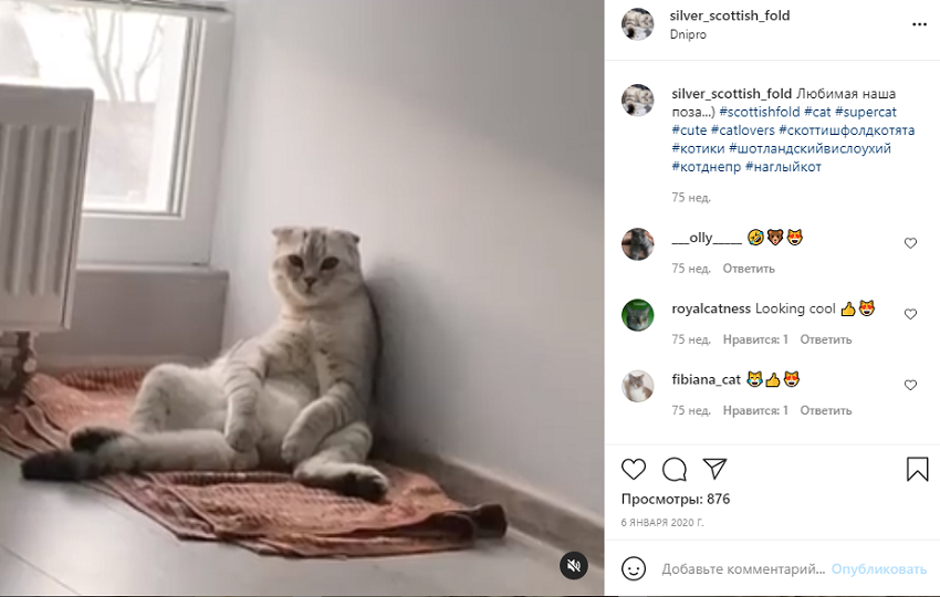 животные инстаграм