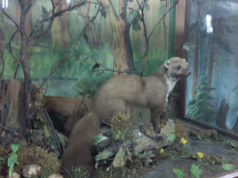 зоологический