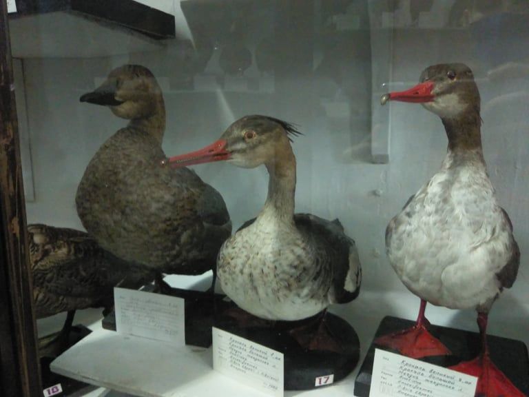 зоологический