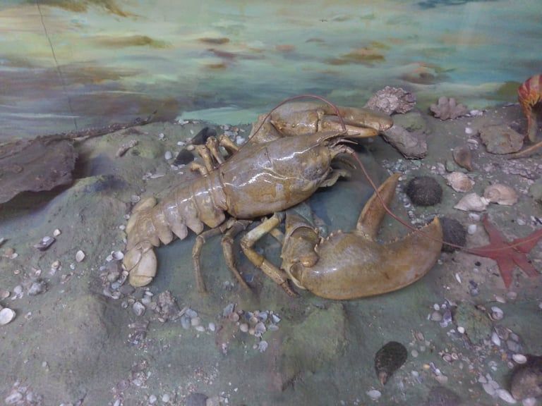 зоологический