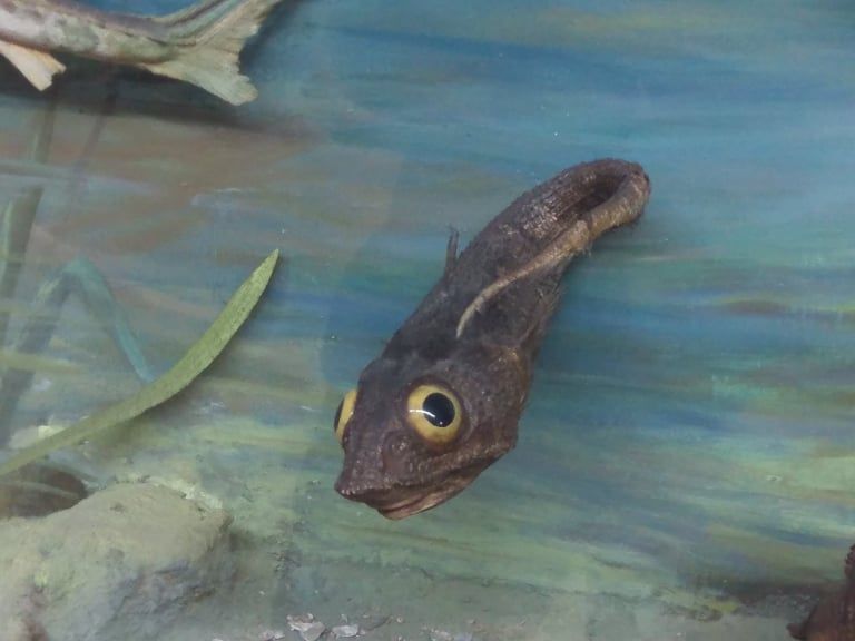 Зологический