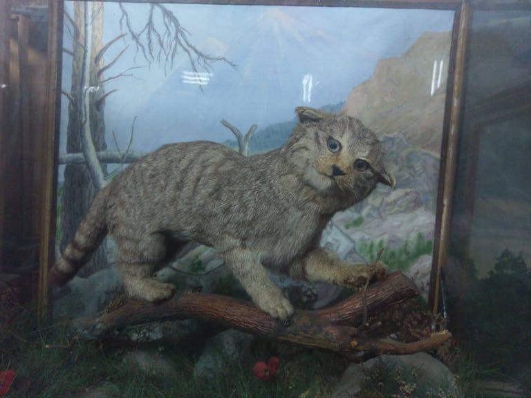 зоологический