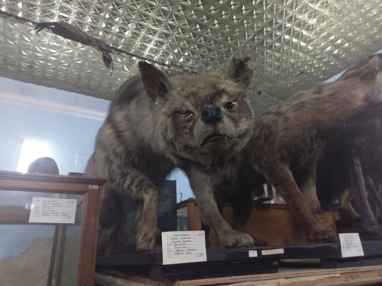 зоологический