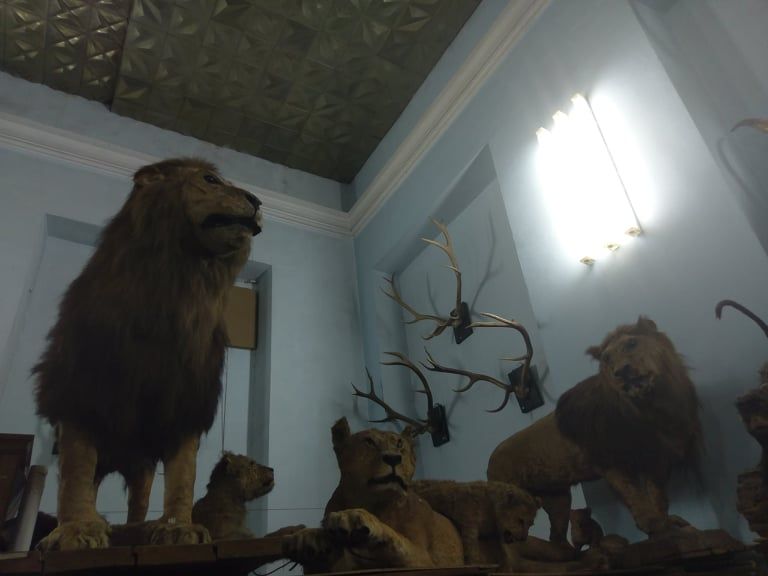 зоологический