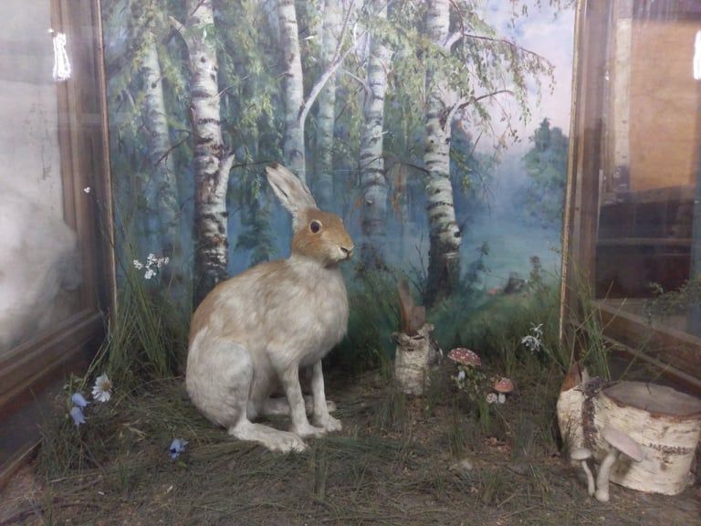 зоологический