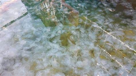 Нашествие медуз. Новости Днепра