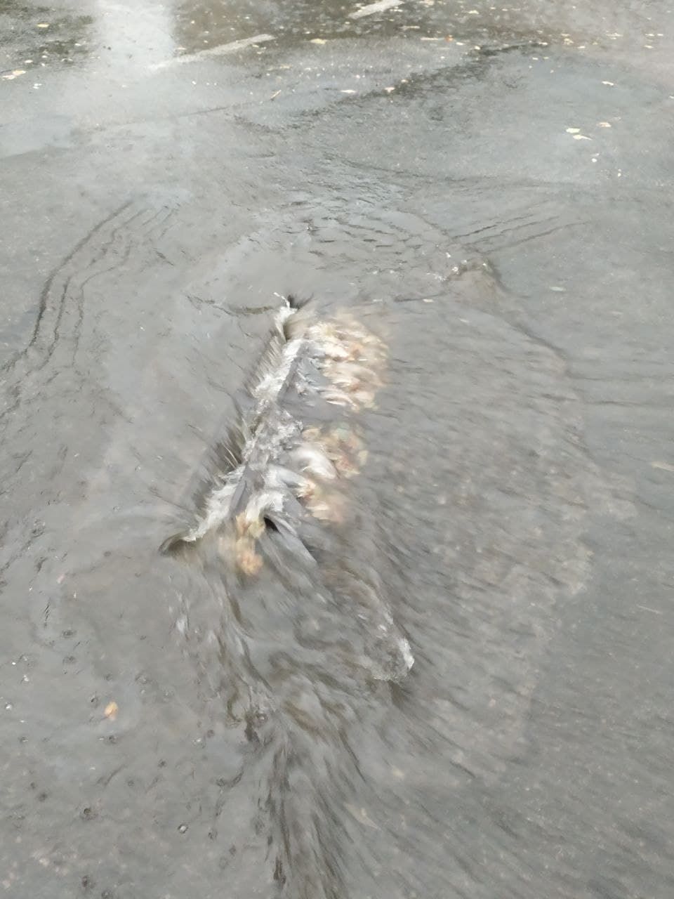 Дождь. Новости Днепра