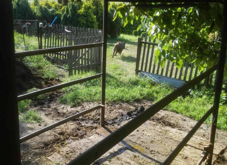 Дикие кабаны. Новости Днепра