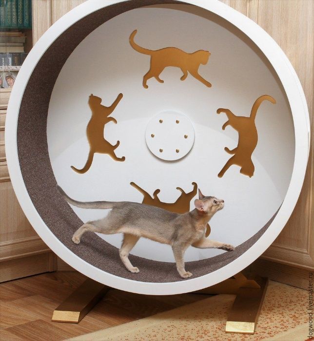 домашние животные