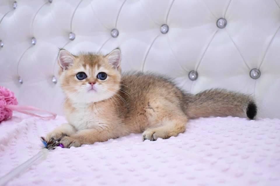 котенок Днепр