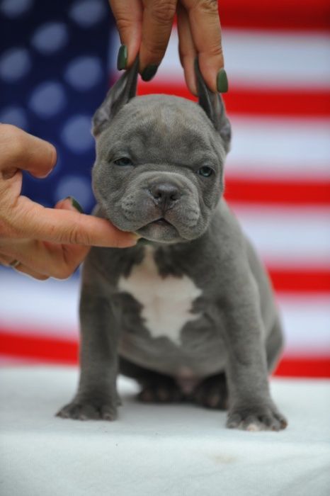 щенок Днепр