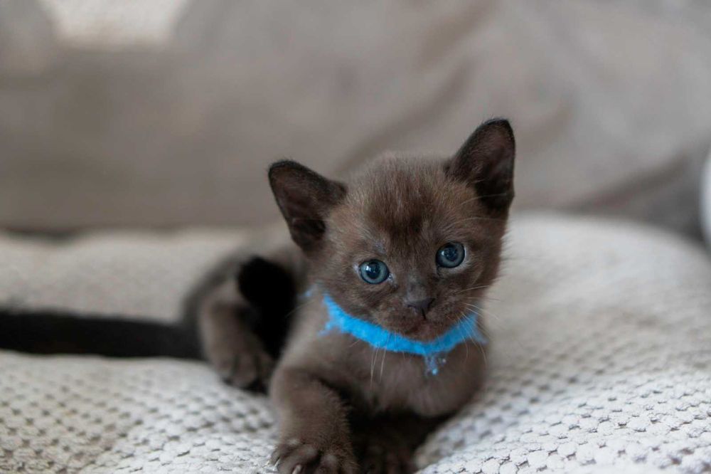 котенок Днепр