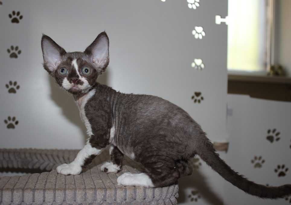 котенок Днепр