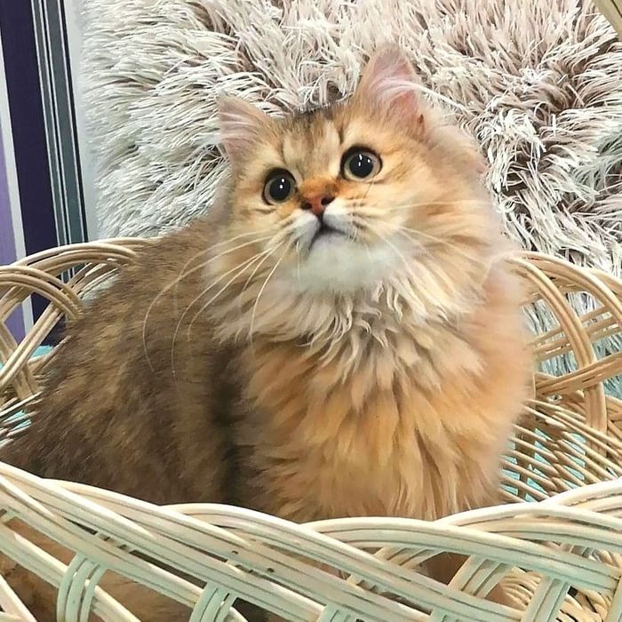 котенок Днепр