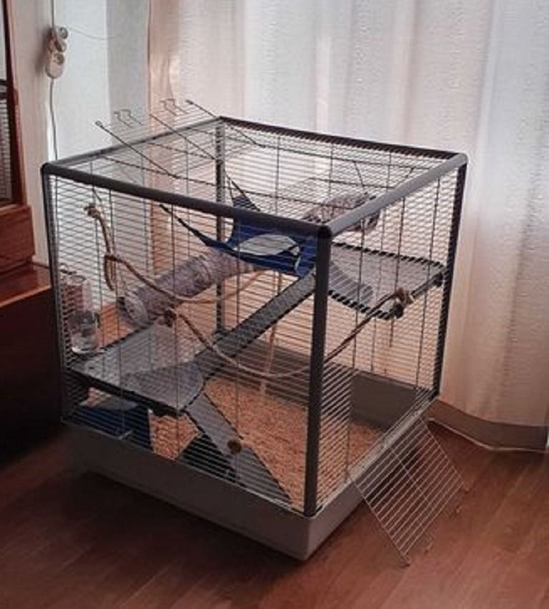 домашние животные