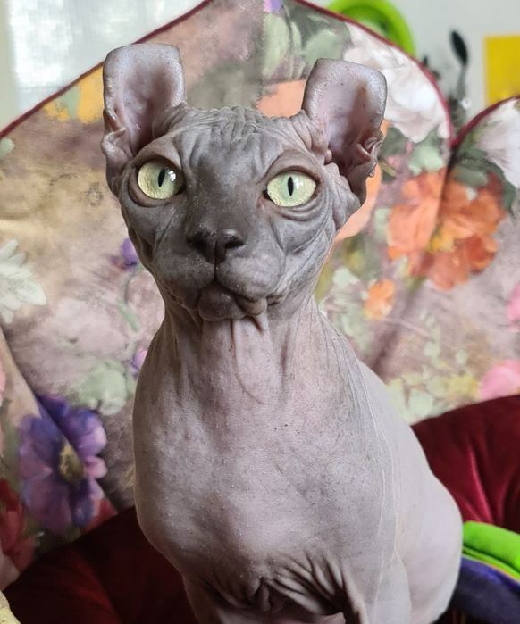 котенок Днепр