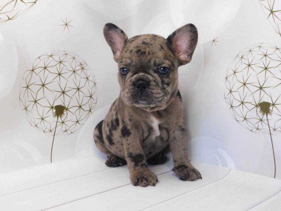 щенок Днепр