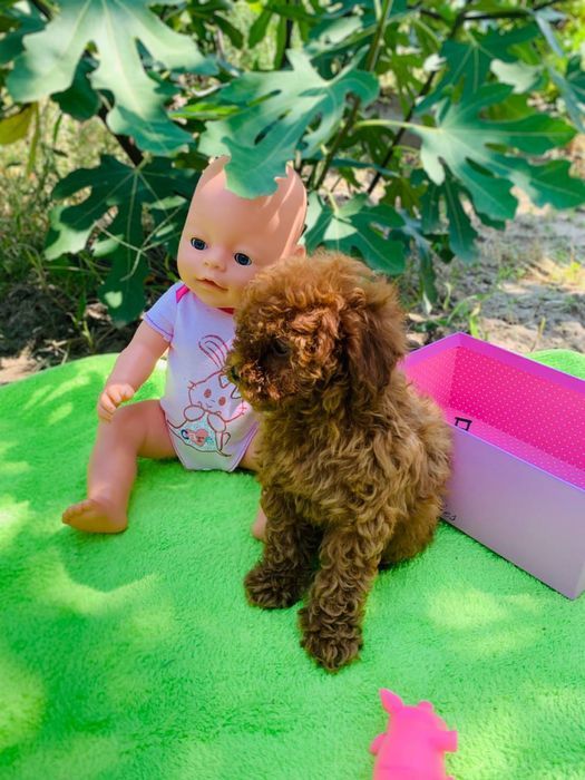 щенок Днепр