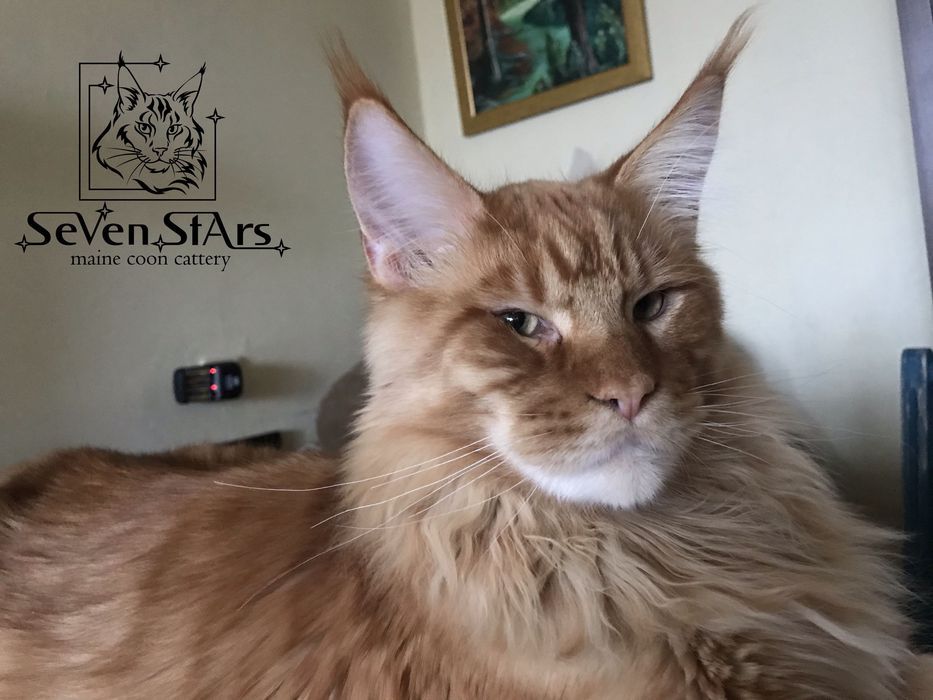 котенок Днепр