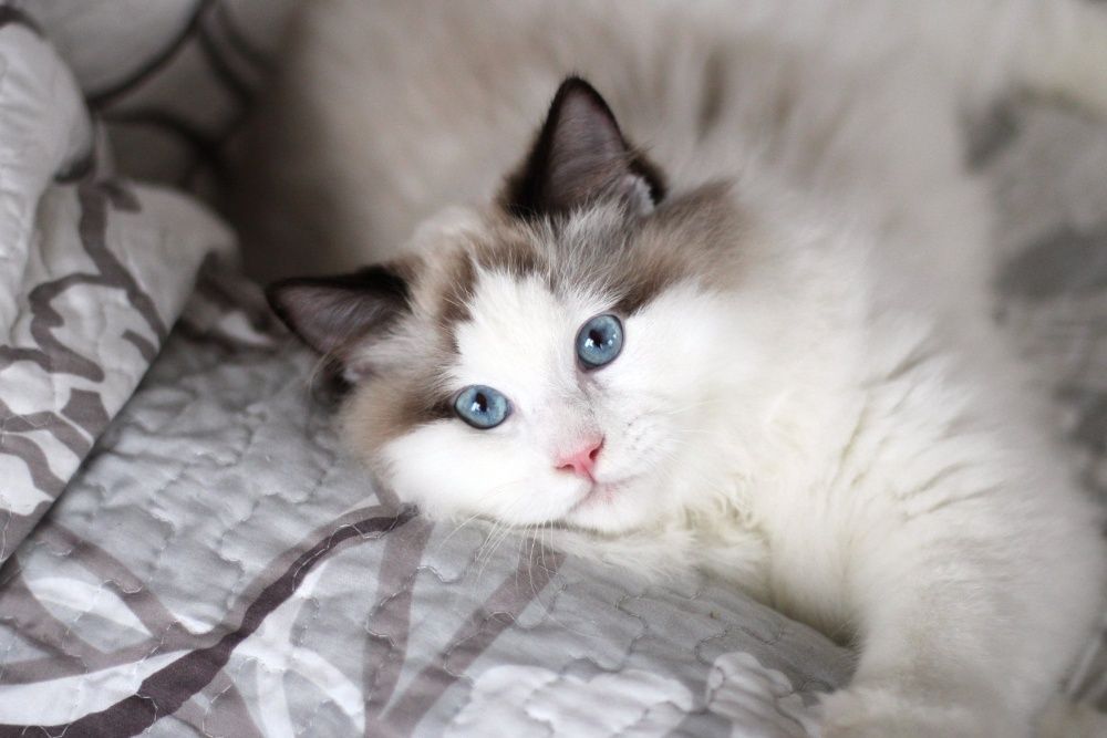 котенок Днепр