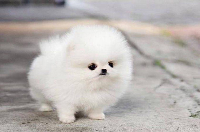 щенок Днепр