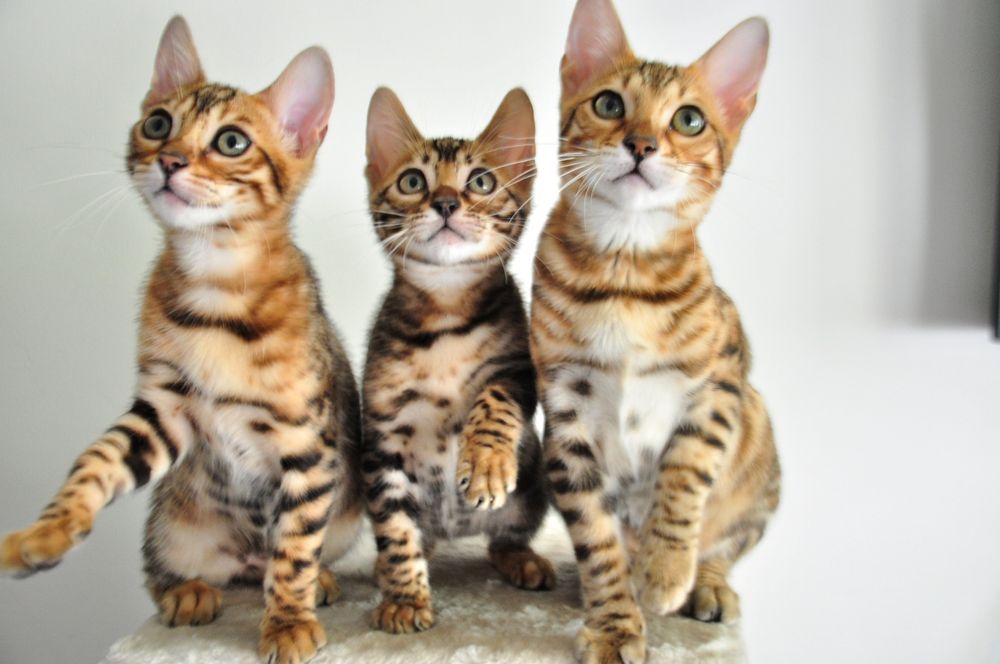 котенок Днепр