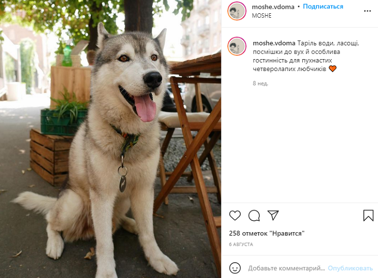 ресторан животные