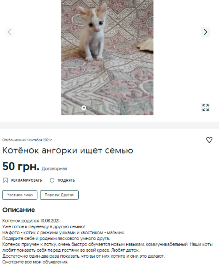 купить котенка Днепр
