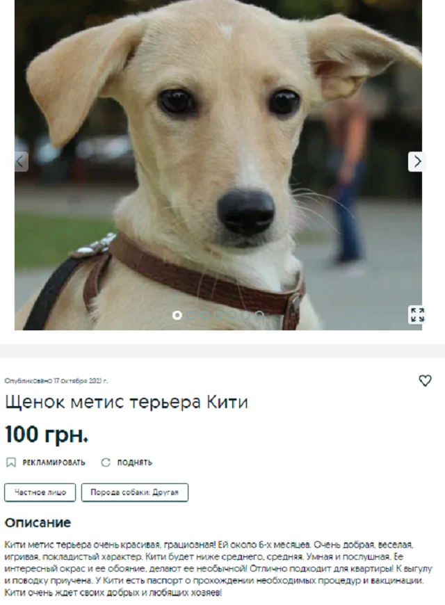 купить собаку Днепр
