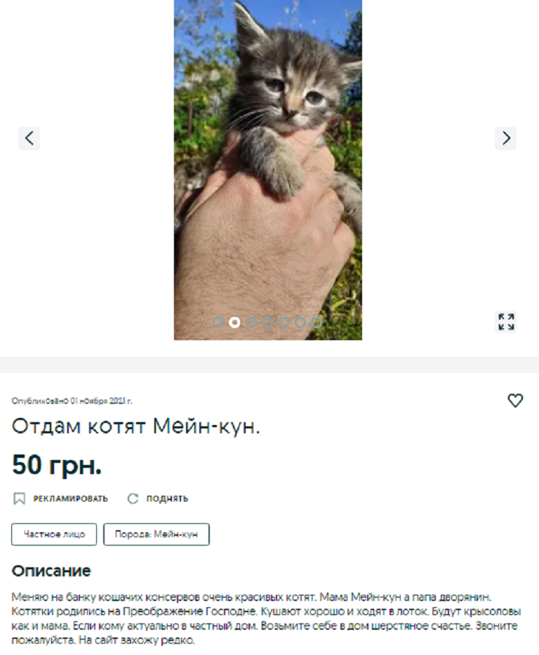 купить котенка Днепр
