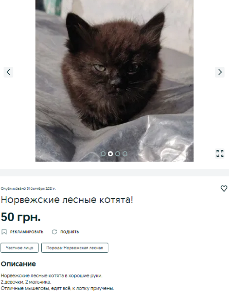 купить котенка Днепр