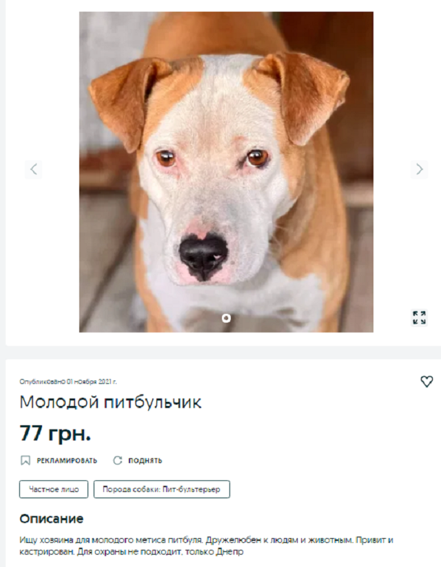 купить собаку Днепр