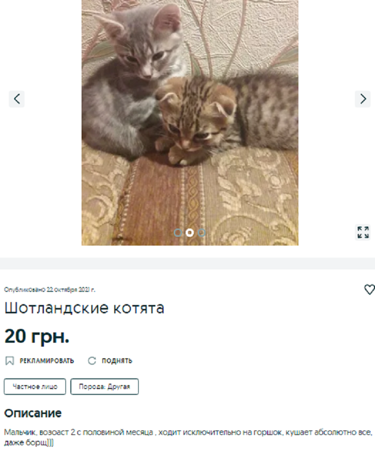 купить котенка Днепр