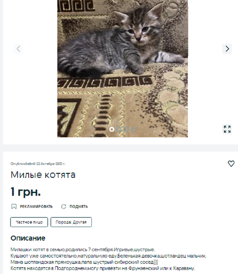 купить котенка Днепр