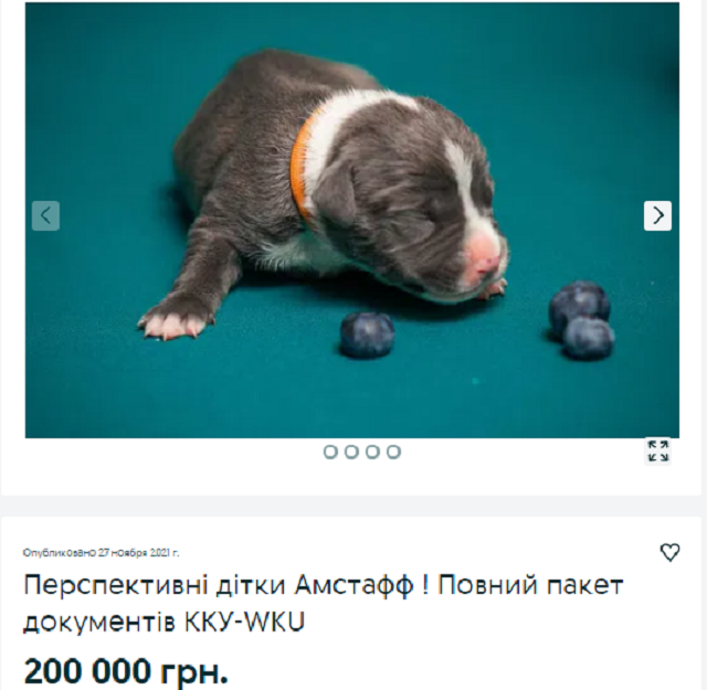 собака