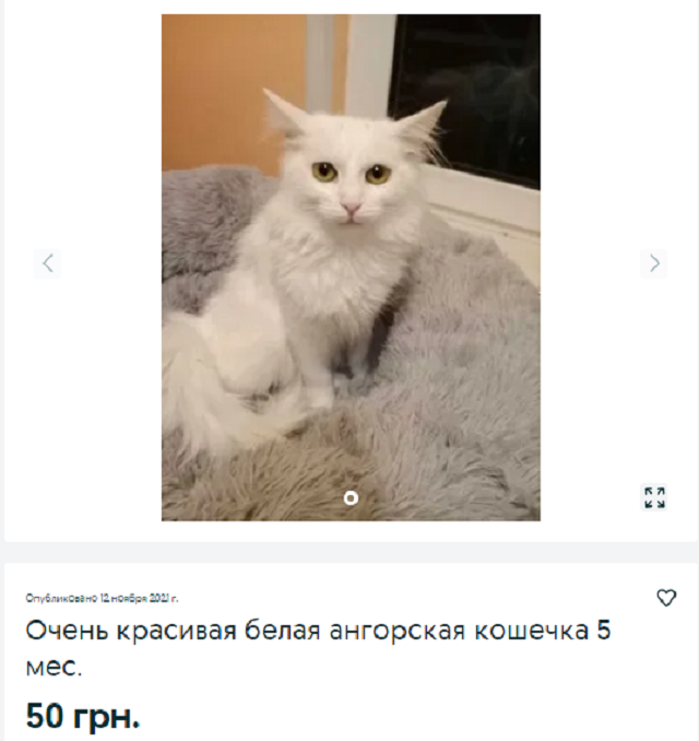 кот Днепр