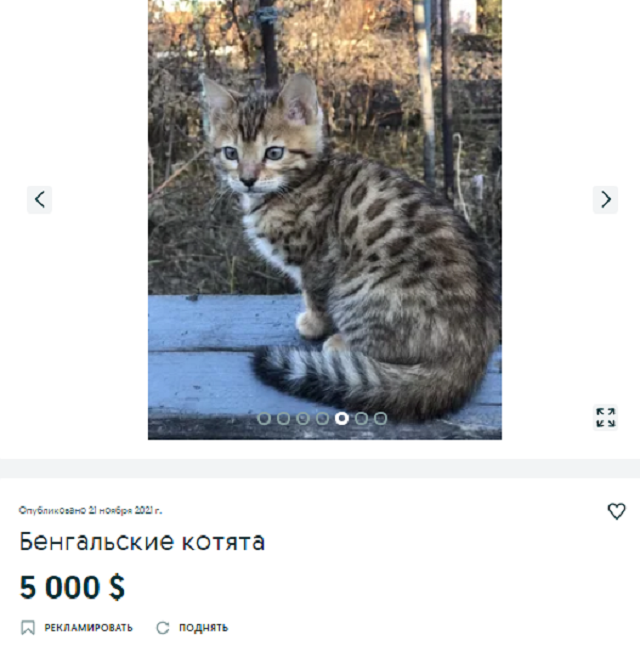 купить кота