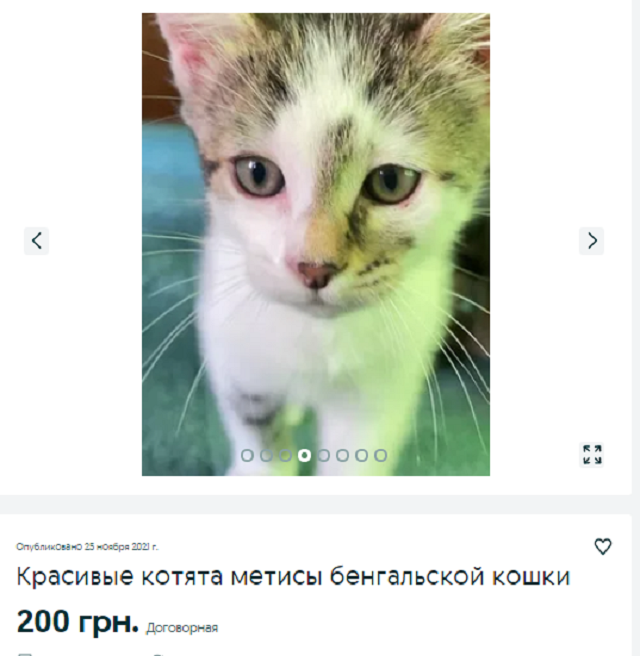 кот Днепр