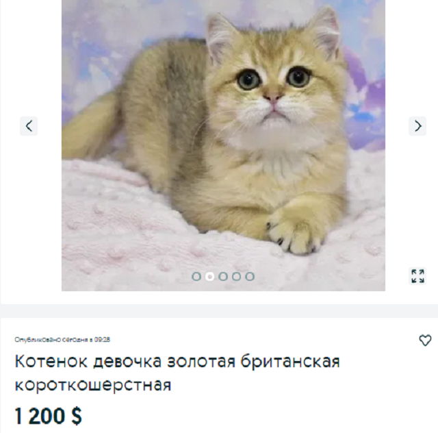 купить кота